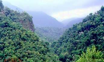 Imagem 4: Área Reflorestamento, AREA PARA COMPENSAÇÃO NO ESTADO DE SÃO PAULO