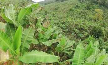 Imagem 6: Área Reflorestamento, AREA PARA COMPENSAÇÃO NO ESTADO DE SÃO PAULO