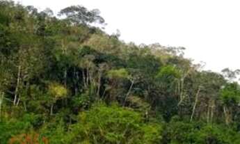 Imagem 7: Área Reflorestamento, AREA PARA COMPENSAÇÃO NO ESTADO DE SÃO PAULO