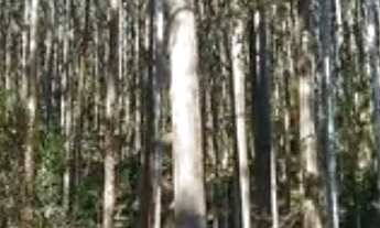 Imagem 4: Sítio à venda no bairro Centro - São Bonifácio/SC