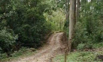 Imagem 6: Sítio à venda no bairro Centro - São Bonifácio/SC