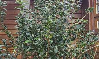 Imagem 5: Chácara em Chacara Vitiello com 2 casas, Boituva/SP