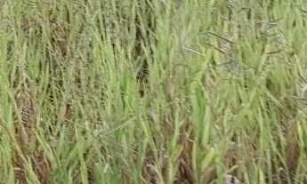 Imagem 2: Terreno à venda no bairro PORTAL VILLE JARDIM - Boituva/SP