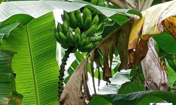 Imagem 7: Sítio Sítio, 4 dormitórios na Avenida Jesuina Bernardino Pinto