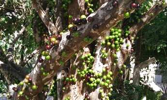Imagem 3: Casa Padrão para Venda em Eymard Belo Horizonte-MG