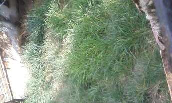 Imagem 4: Terreno Lote para Venda em Dom Bosco Belo Horizonte-MG