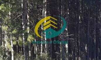 Imagem 2: Terreno em Rancho Queimado com aproximados 13 mil Pés de Pinus com 25 anos - 104 Metros de