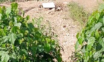 Imagem: Terreno á Venda no Cristal Parke !