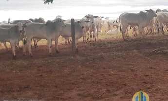 Imagem 3: Fazenda à venda no bairro Jardim Vale Encantado - Naviraí/MS