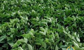 Imagem 2: Fazenda à venda no bairro Jardim Vale Encantado - Naviraí/MS