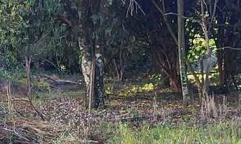 Imagem 2: Chacara limpa em avenida Mogi Mirim