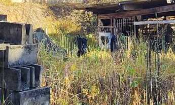 Imagem 7: Chacara limpa em avenida Mogi Mirim