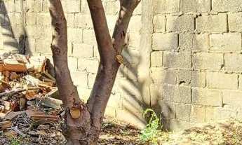 Imagem 6: Casa Padrão no bairro tucura