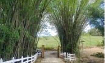 Imagem 2: ???? Fazendinhas à Venda em Mateus Leme – MG (OVD