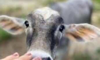 Imagem: Fazendinha à Venda em Mateus Leme  MG