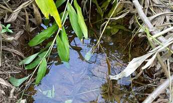 Imagem 3: ???? Chácara à Venda em Mateus Leme/MG ????