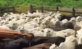 Imagem 4: Fazenda à Venda, 1580 hectares, R$ 50 milhões, em Unaí MG