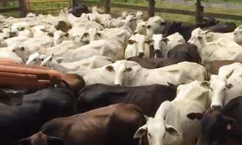Imagem 2: Fazenda à Venda, 1580 hectares, R$ 50 milhões, em Unaí MG