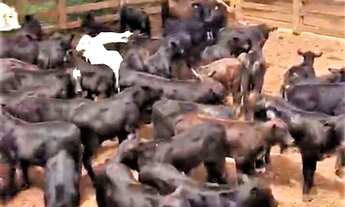 Imagem: Fazenda à Venda, 1580 hectares, R$ 50 milhões