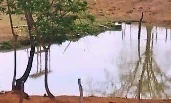 Imagem 6: Fazenda à Venda, 66 hectares, R$ 1,5 milhões, em Inimutaba MG