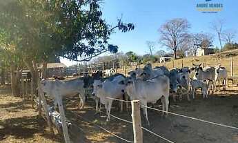 Imagem 3: Fazenda à Venda, 66 hectares, R$ 1,5 milhões, em Inimutaba MG
