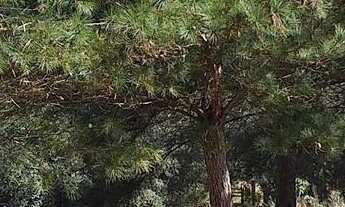 Imagem 6: Chácara - Lindo Sítio 33,77 Alqueires - Itambezinho!