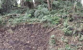 Imagem 5: Chácara - São Caetano - Balsa Nova - PR