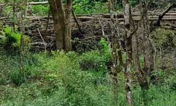 Imagem 6: Chácara - São Caetano - Balsa Nova - PR