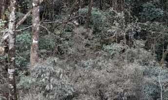 Imagem 7: Chácara - São Caetano - Balsa Nova - PR