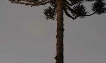 Imagem 3: Apartamento em Jardim Itaqui, Campo Largo/PR