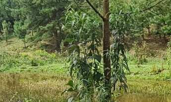 Imagem 5: Chácara Morro do Cal!