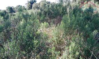 Imagem: Área Rural 7,72 Alqueires - 3 Barras de