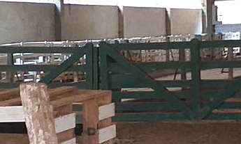 Imagem: Reflorestamento Eucalipto - Sítio 23 Alqueires