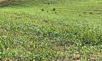 Imagem 5: Área 08 - Chácara - área p Chácara! Morro Grande - Balsa Nova!