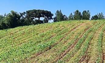Imagem 2: Área 08 - Chácara - área p Chácara! Morro Grande - Balsa Nova!
