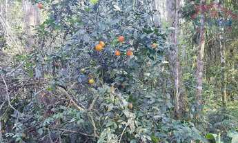 Imagem 6: Área Rural para formar Chácara