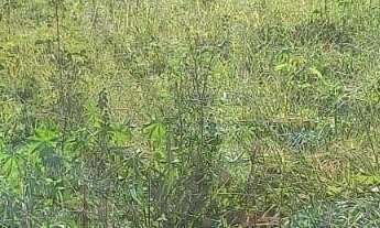 Imagem: Terreno à venda no bairro Jardim Leonor