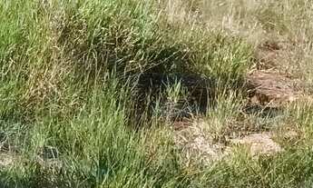 Imagem 6: Terreno à venda no bairro Nova Itatiba - Itatiba/SP