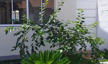 Imagem: Casa 3Q/1S - Seja ecológico, venha morar