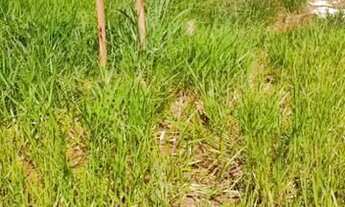 Imagem 2: Terreno (300 m2) - Bairro Popular Pontalina-GO