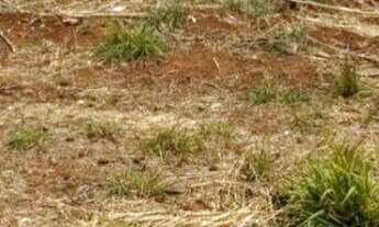 Imagem: 3 opções de Áreas Comerciais à Venda