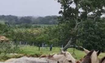 Imagem 2: Fazenda em Guiratinga