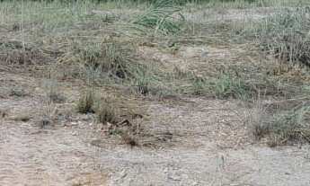 Imagem 2: Terreno no condomínio Terra Selvagem