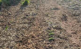 Imagem 6: Fazenda regiao de Pontes e Lacerda
