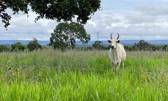 Imagem 4: Fazenda em Jangada