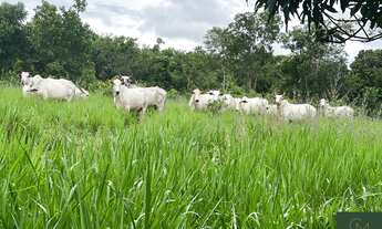 Imagem 7: Fazenda em Jangada