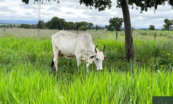 Imagem 3: Fazenda em Jangada