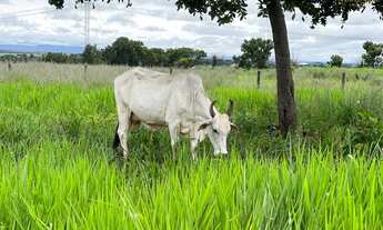 Imagem 6: Fazenda em Jangada