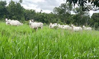 Imagem 2: Fazenda em Jangada