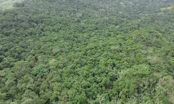 Imagem: Área na Mata Atlantica